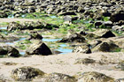 Rocks & Seaweed on Beach digital painting