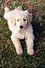 Goldendoodle Puppy Laying on Grass digital painting