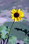 Sunflower digital painting