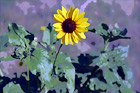 Yellow Sunflower digital painting