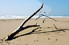 Tree Branches & Strings on Beach digital painting