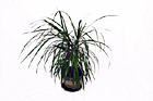 Plant on White Background digital painting