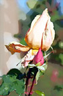 Pink Flower in Bloom digital painting