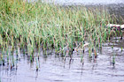 Grass in Beach Water digital painting