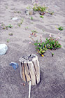 Wire Fence Buried in Sand digital painting