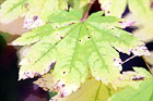 Green Leaf Changing Color digital painting