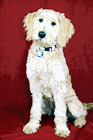 Goldendoodle Puppy Portrait digital painting