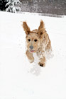 Goldendoodle Puppy Running in Snow digital painting