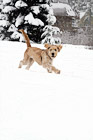 Puppy Playing in Snow digital painting