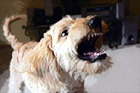 Puppy Dog Showing Teeth digital painting