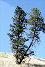 Tree on Hill digital painting