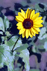 Sunflower Close Up digital painting