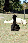 Black  & White Alpacas Laying Down digital painting