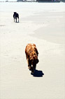 Two Dogs Walking on Beach digital painting