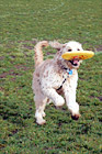 Goldendoodle & Frisbee digital painting