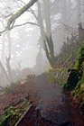 Foggy Trail digital painting