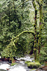 Creek Running Through Moss on Trees digital painting