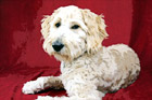 Goldendoodle Dog Posing After a Haircut digital painting