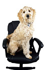 Dog Sitting in Office Chair digital painting