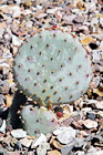 Baby Prickly Pear Cactus digital painting