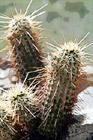 Cacti on San Tan Mountain Regional Park in Arizona digital painting