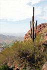 Camelback Mountain & Cactus digital painting