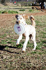 Dog Carrying Frisbee digital painting