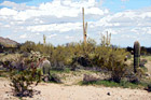 Arizona Cacti & Clouds digital painting