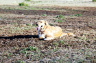 Golden Retriever Panting on Ground digital painting