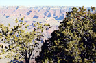 Trees in Foreground of Grand Canyon digital painting