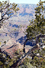 Grand Canyon Through Trees digital painting