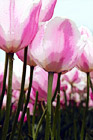 Light Pink Tulips digital painting