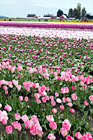 Tulip Field in Skagit Valley digital painting