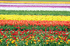 Colorful Tulip Field digital painting