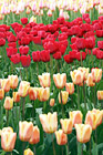 Tulips in Field Close Up digital painting