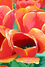 Red Tulips Close Up digital painting