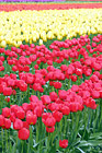 Tulip Rows of Yellow & Red digital painting