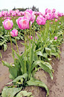 Rows of Pink Tulips digital painting