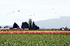 Skagit Valley Tulip Festival digital painting