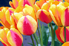 Red & Yellow Tulips Up Close digital painting