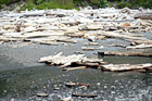 Driftwood on Ruby Beach digital painting