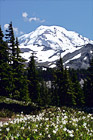 Mt. Rainier at Spray Park digital painting