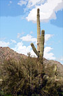 Saguaro Cactus digital painting