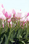 Pink Tulips, April 2010 digital painting