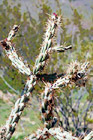 Cactus Plant Up Close digital painting