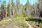 Hiking Trail Near Chelan digital painting