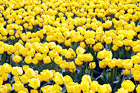 Yellow Tulips digital painting