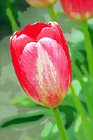 Single Red Tulip digital painting