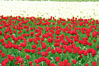 Field of Red and White Tulips digital painting