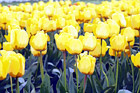 Yellow Tulip Field Up Close digital painting